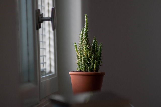 kaktus u okna